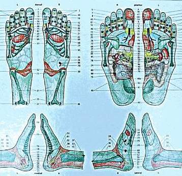 Fußreflexzonentafel von H. Marquardt